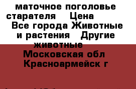 маточное поголовье старателя  › Цена ­ 2 300 - Все города Животные и растения » Другие животные   . Московская обл.,Красноармейск г.